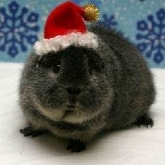 Meet your Posher, Missy - Picture 1 of 1